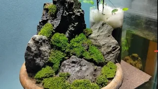 The Mountain terrarium... ⛰️⛰️⛰️⛰️⛰️