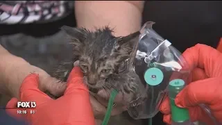 Plumbers dig up parking lot to save trapped kitten trapped in pipe