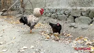 Amazing Funny Rooster🐓 Meeting In My Hand | Village Animals |