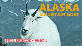 Alaska Mountain Goat 1