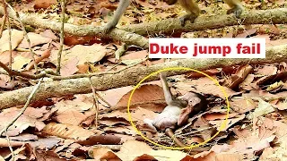 So pity tiny baby Duke  jump fail on ground till like this|Pigtail Cara care Duke in chest so warm