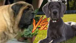 Английский мастиф против Немецкого дога//Animals Battle//Versus//Какая собака сильнее?//