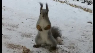 Говорящая белка :) Talking squirrel :)