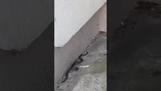 Это змея около школы no.194!!!!!