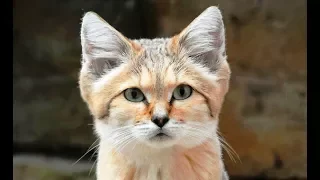 Rarest cats in the world: Sand Cat