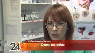 В Набережных Челнах догхантеры вышли на охоту