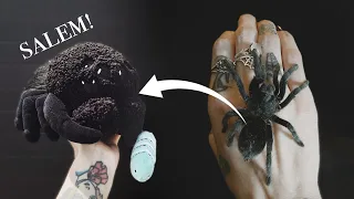 *LIMITED* Salem Plushie + Grammostola pulchra CARE & WHAT to EXPECT (Brazilian Black Tarantula)