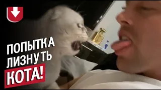 Что будет, если лизнуть кота в ответ