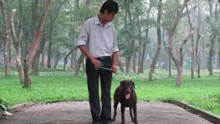 Labrador, Hope, 8 months old, learns basic commands: heel, stop, walk, bark, down, greet