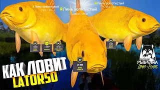 Русская рыбалка 4. 🎣 оз. Медвежье 🐡🐡🐡💦 КАК ЛОВИТ LATORSO 👀