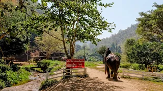 Patara Elephant Sanctuary on Mae Hong Son Loop, Chiang Mai, Thailand in 4K