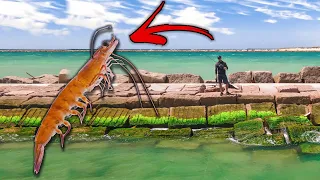 The Fish are Running!! jetty fishing LIVE SHRIMPS