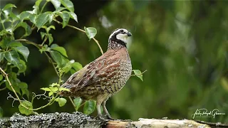 A Bob White quail sings a beautiful song at the Perry's Water Gardens in Franklin, North Carolina.