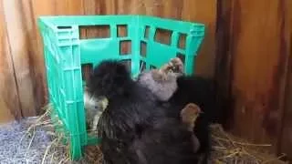 Silkie Chicks - 18 days old