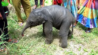 One day old baby elephant left behind by elephant herd, Saved!