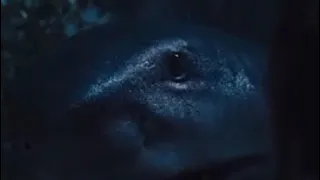 King Shark Sad Status 😢🦈 Sad WhatsApp Status