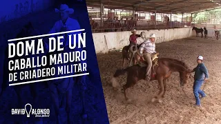 Doma de un caballo maduro de criadero militar