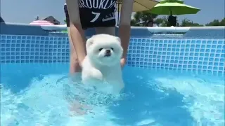 Swimming Pomeranian