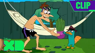 Stacy Tries to Bust Phineas and Ferb 🕺| Phineas and Ferb | Full Scene | @disneyxd