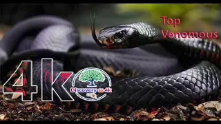 The Snake, Amazing Snake-The Most Venomous Snakes in the World | Modern Dinosaurs, Discovery ss 4k