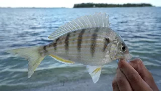 EXPEN$IVE SECRET! Bait and Tackle Shops DON'T Want YOU to KNOW! How to Catch Pinfish- Tackle Tuesday