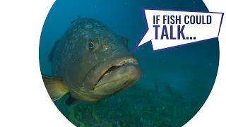 If Fish Could Talk...