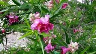 Desert Willow (Chilopsis linearis) , Lisa's Landscape & Design "Plant Pick of the Day", Lisa LaPaso