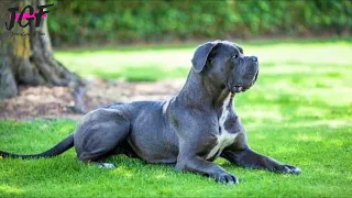 Giant Dog - Cane Corso - The Best Guardian Dog