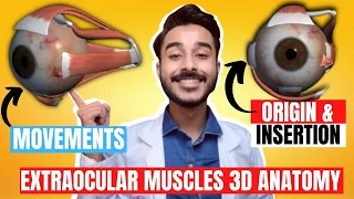 Extraocular Muscles Anatomy 3D |  Anatomy of extraocular muscle movements | eye muscle anatomy