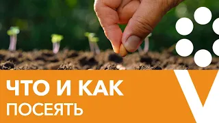 НАЧИНАЕМ ПОСЕВЫ! Что и как посеять в формате вопрос-ответ