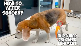 My Beagle Dog Cruciate Ligament Recovery : Tips & Tricks