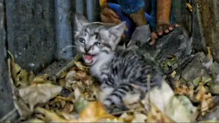 Poor Kitten Crying Asking for Help.. he got Stuck in Garage