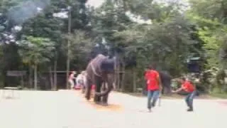 Elefante contro tutti