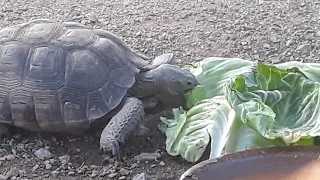 wild desert tortoise eating a nice salad