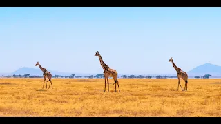 Safari Tanzanie 4K Nakupenda