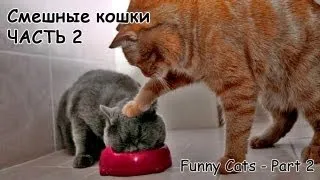 Смешные коты и кошки - видео приколы с кошками #2