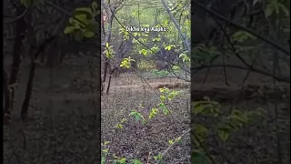 Tiger with 3 Cubs - Tadoba Chora Gate Safari TATR