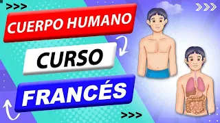 🇫🇷 Cuerpo humano en FRANCÉS 💙 📣 👉 [ #1 EN FRANCIA] 👈