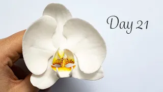 Moth Orchid | Day 21 | 30 Days of Sugar Flowers