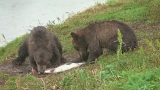 Black Bears in Indiana