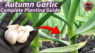 Growing Autumn Garlic The Easy Way // The Complete Guide For Beginners // #garlic #planting