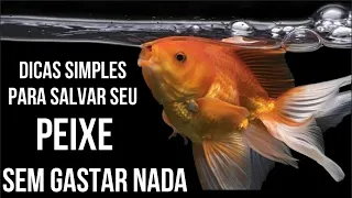 Dica simples para manter seus peixe saudáveis