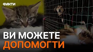 🥺 ДО СЛІЗ! Після ПЕРЕЖИТОГО пекла, ці ХВОСТИКИ шукають ЛЮБОВ