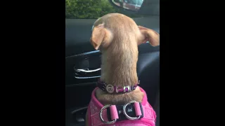 whining chihuahua in the car