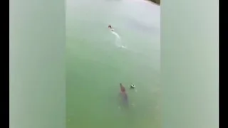 Crocodile Chases Swimmer In Mexico