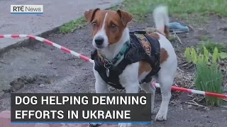 Footage from Ukraine shows dog help demining efforts