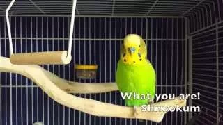 The Talking Budgie