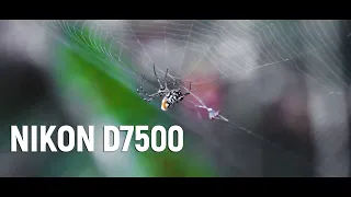 NIKON D7500 | CINEMATIC VIDEO | 1080P @ 60fps