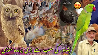 Birds Largest Market In Peshawar New Updates 2024 | Pigeon Price | Khyber Social Tv Official
