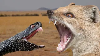 Мангусты - охотники на змей тема сегодняшнего видео.